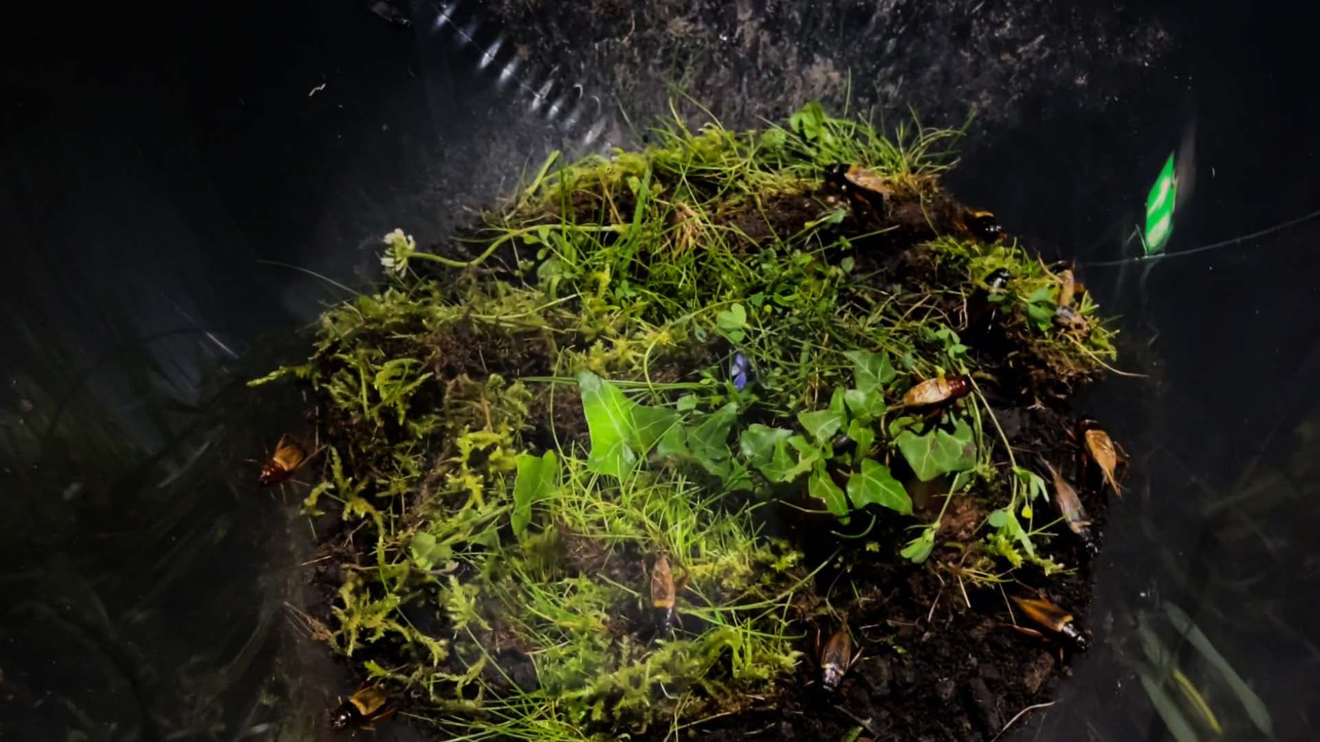 image of the speculative design and interactive installation bubble topia depiction the inside of a big transparent balloon, which is filled with dirt, moss flowers, live crickets, live worms and other animals, in the dark, lit by one single lamp