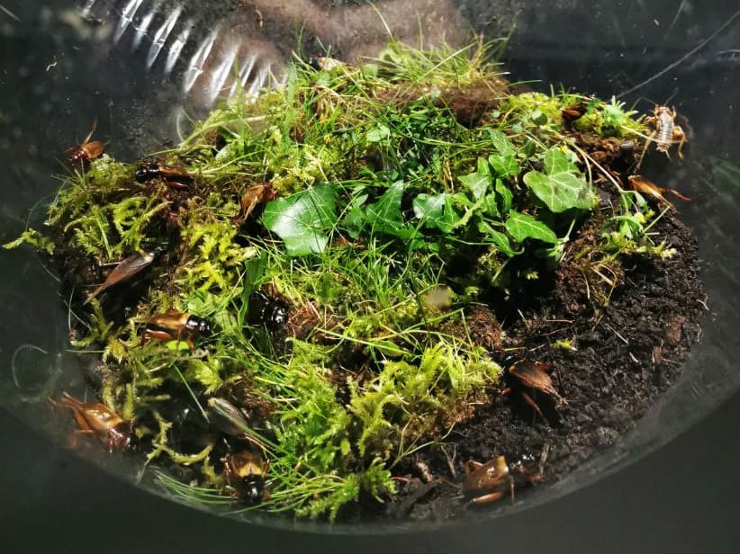 a teaser image of the speculative design and interactive installation cakked bubbletopia depiction the inside of a big transparent balloon, which is filled with dirt, moss flowers, live crickets, live worms and other animals